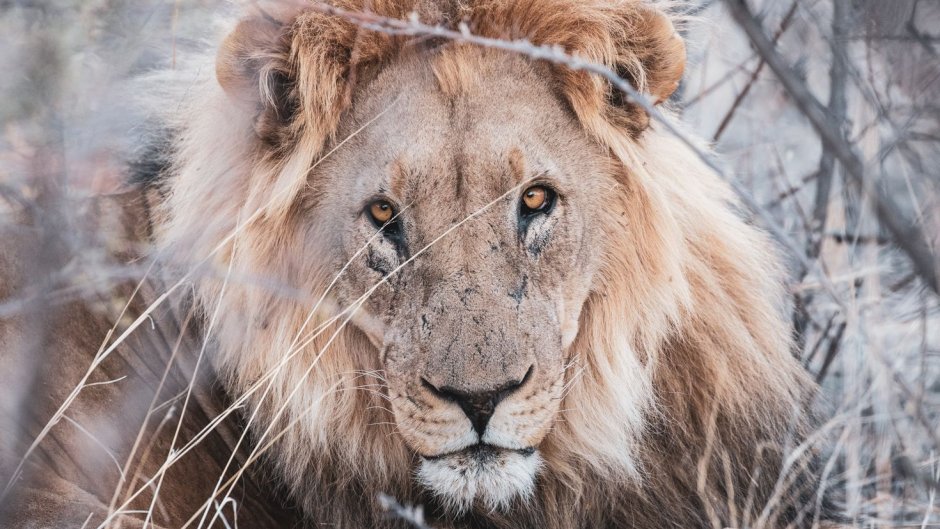 Лев в природе