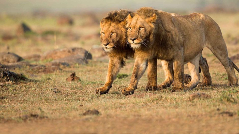 Лев с сигарой