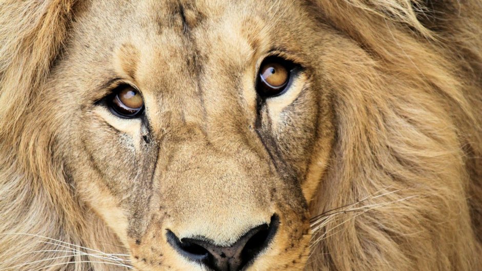 Король Лев 2019 Муфаса