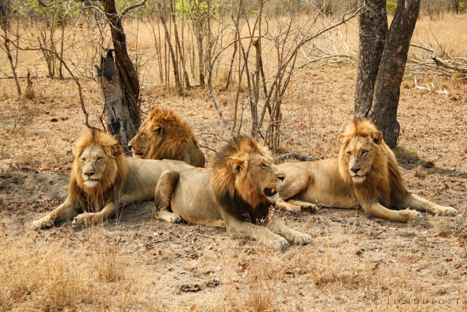 34 Много Лев