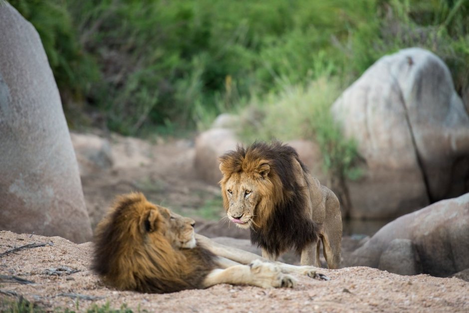Los Leones Lions away Pants