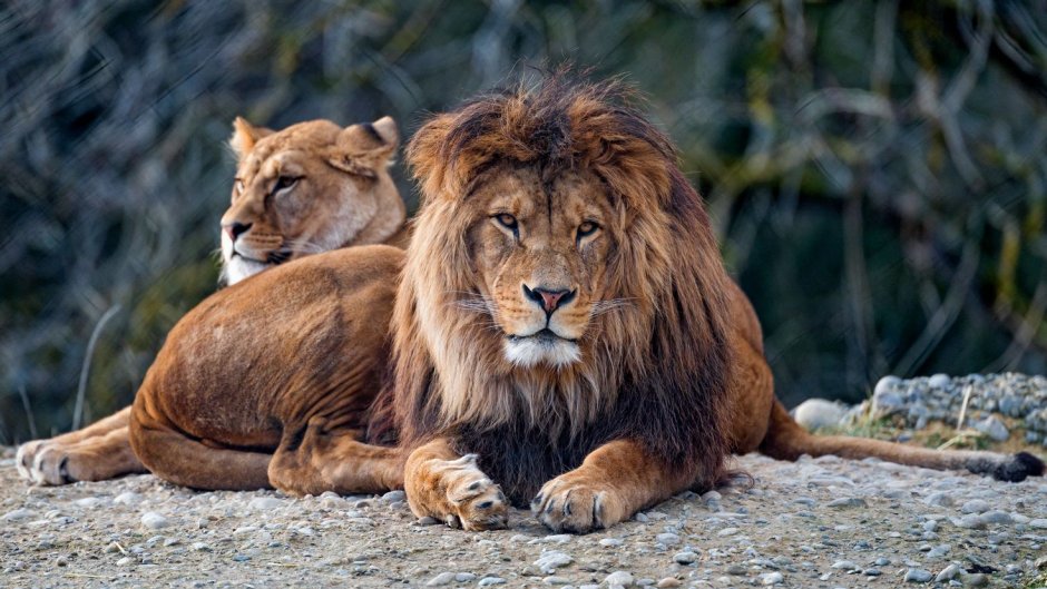 Король Лев 2019 Муфаса