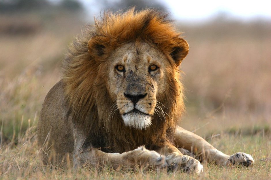 Лев в африканской саванне