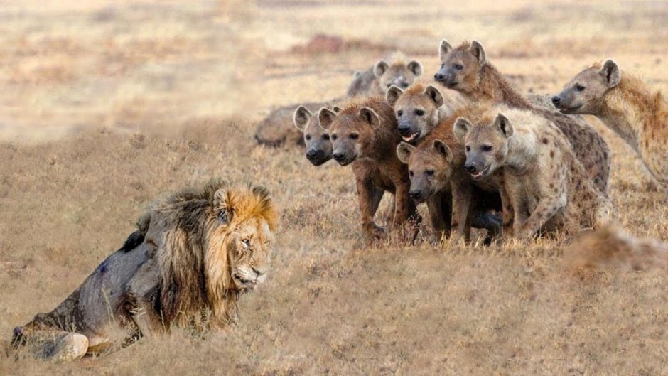 Картинки на рабочий стол Лев