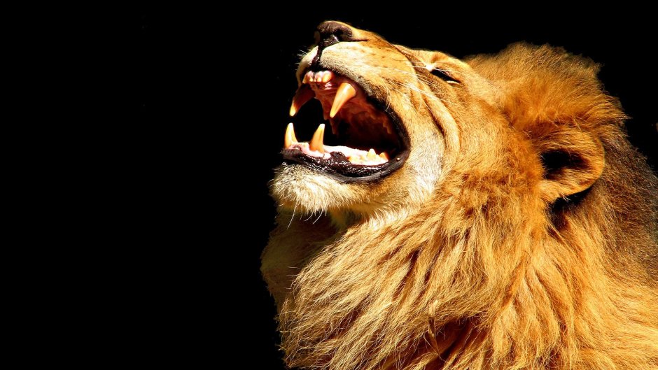 Покоритель зари хроники Нарнии Аслан