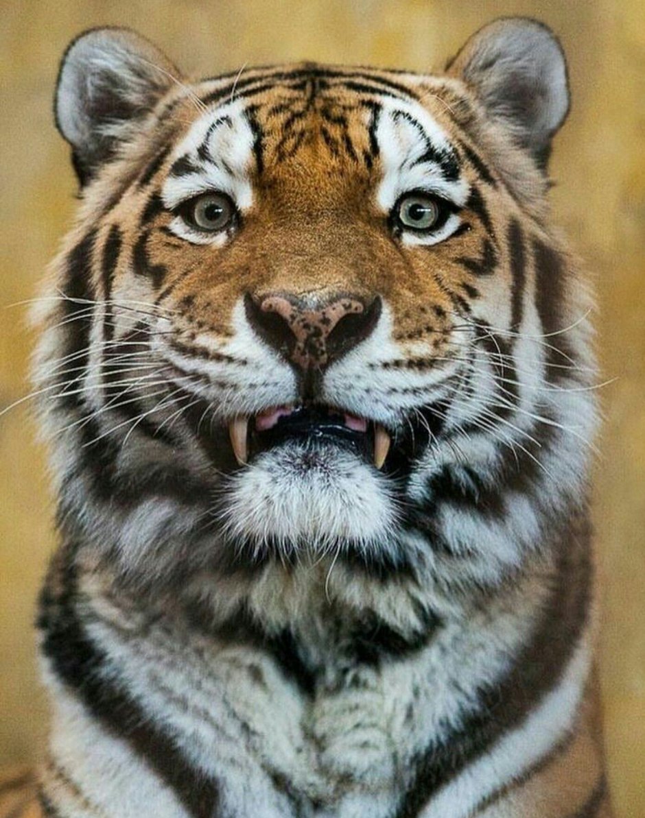 Тигр улыбается
