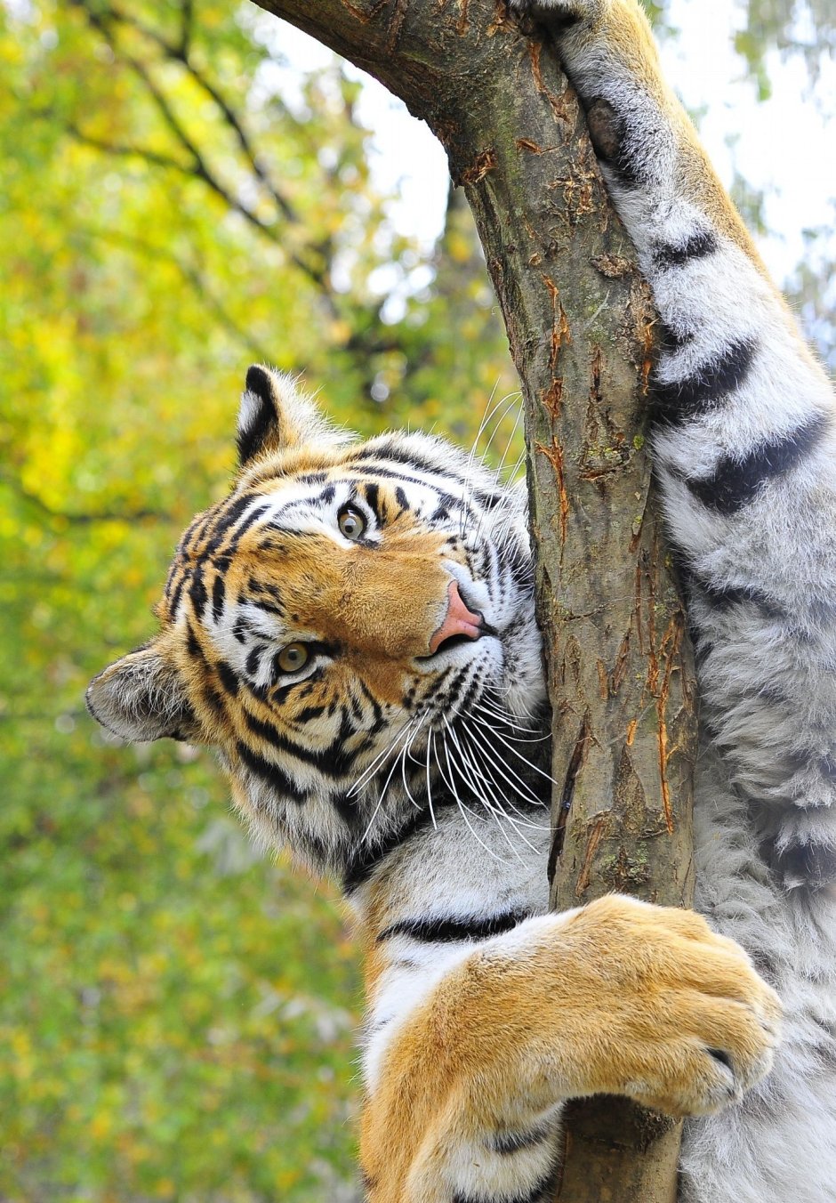 Амурский тигр