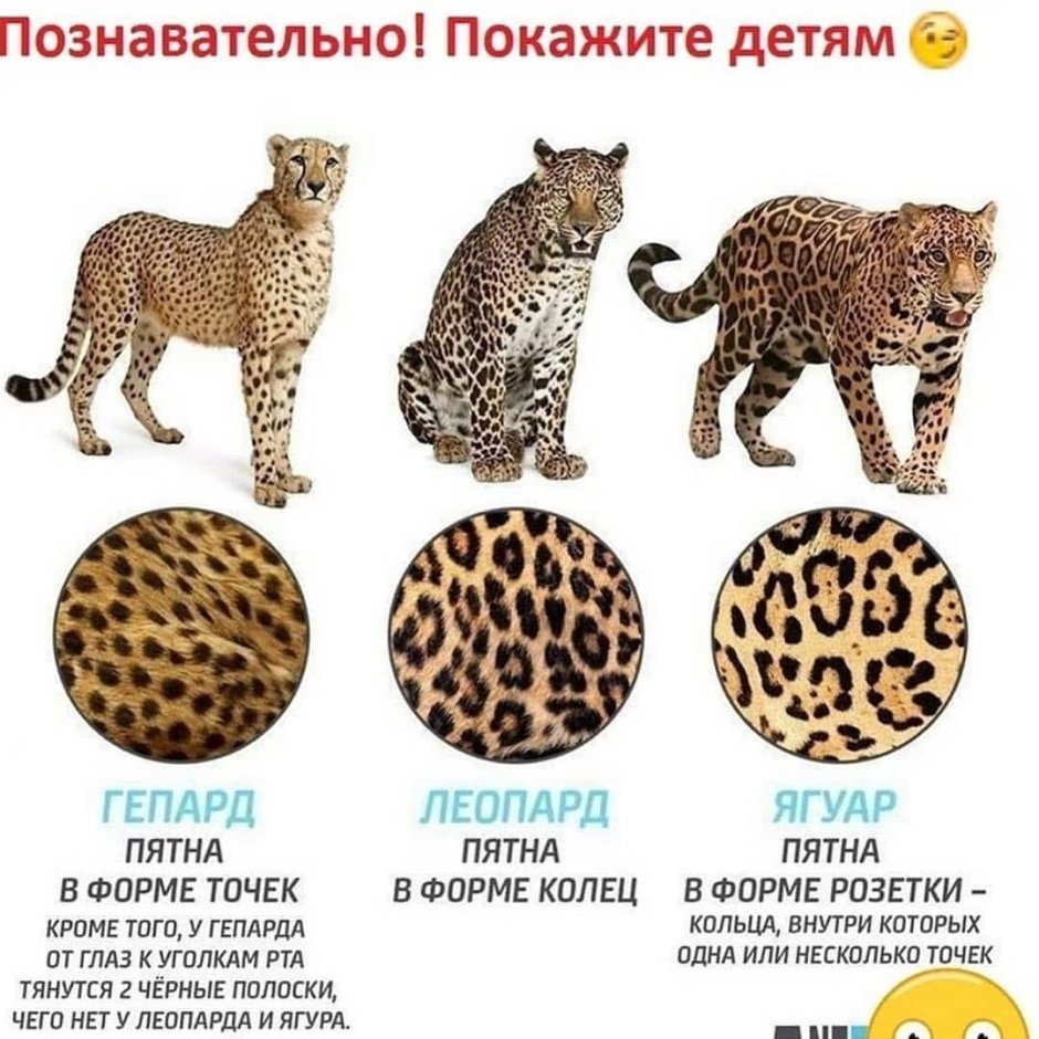 Гепард в воде
