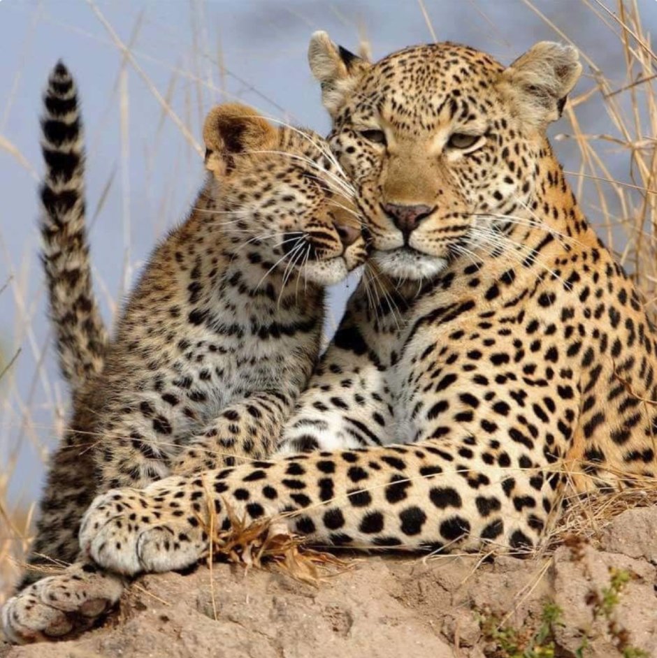 Wildlife photographer of the year 2020 Сергей горшков