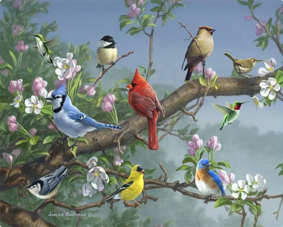 Волшебный лес Вриндавана Павлины