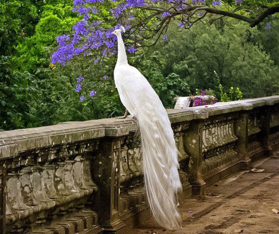 Живопись Райский сад Павлины