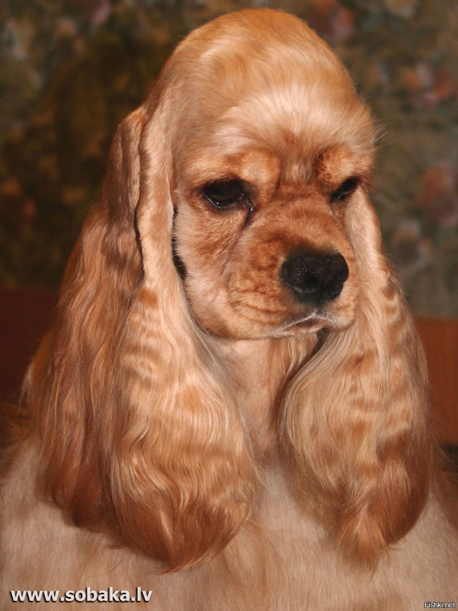 Кокер спаниель кавалер Кинг Чарльз
