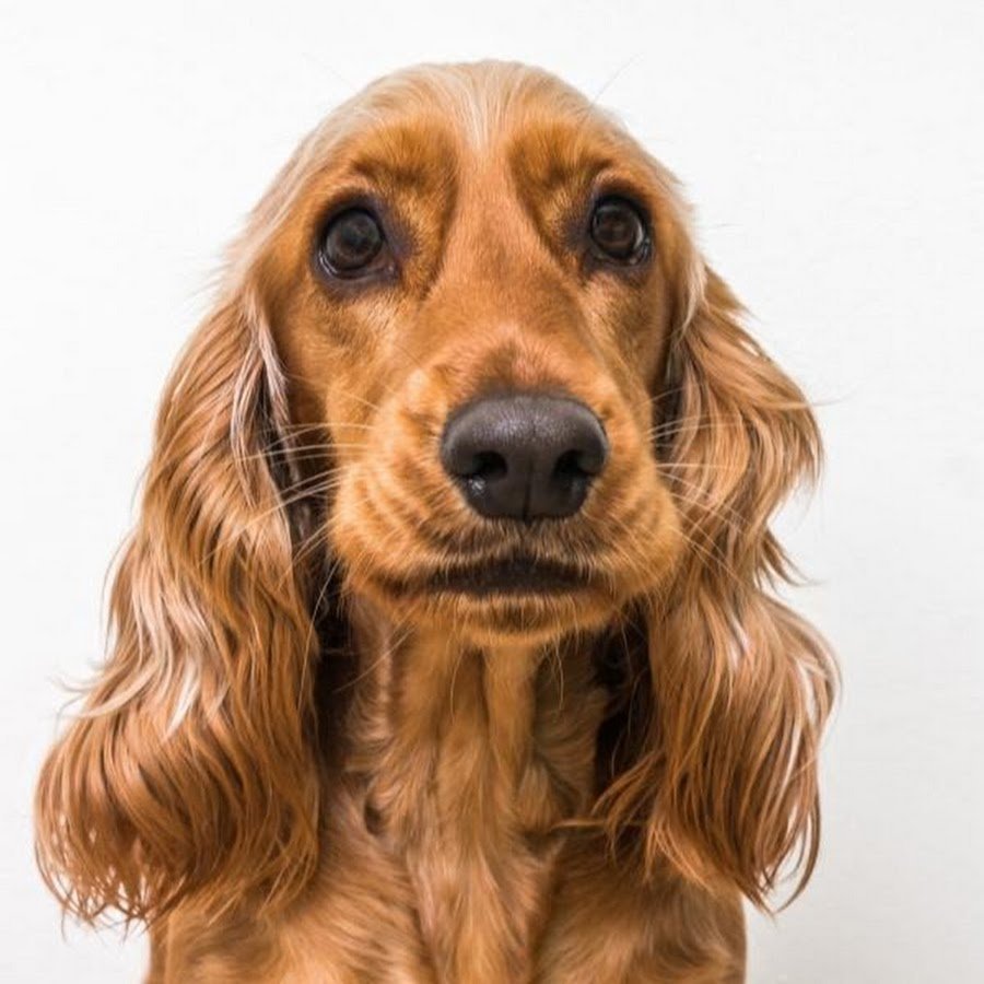 Спаниель кремовый