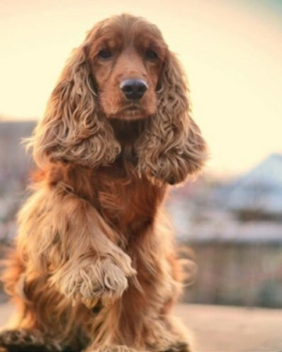 Кокер спаниель Королевский Кинг Чарльз