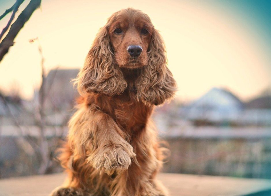 Английский кокер-спаниель