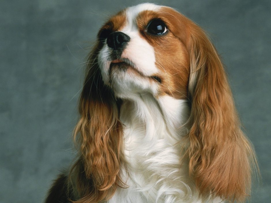 Английский кокер-спаниель