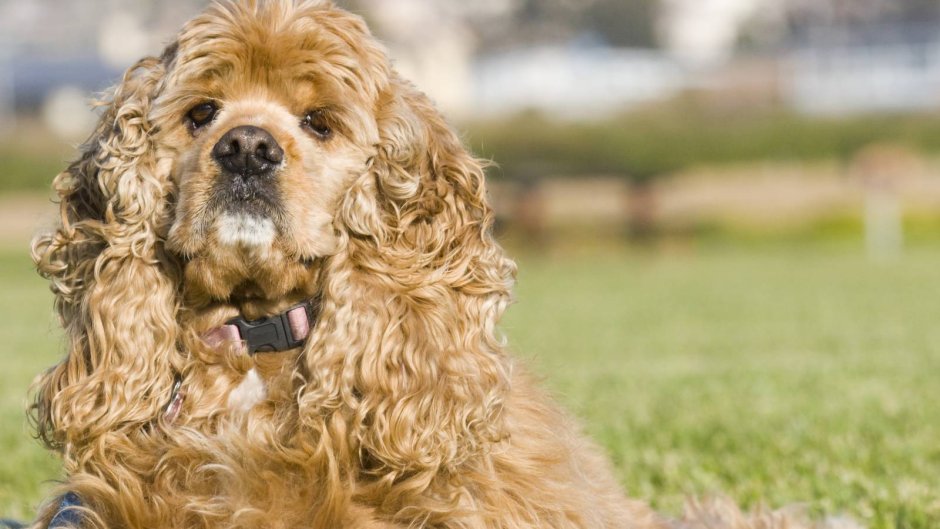 Спрингер спаниель