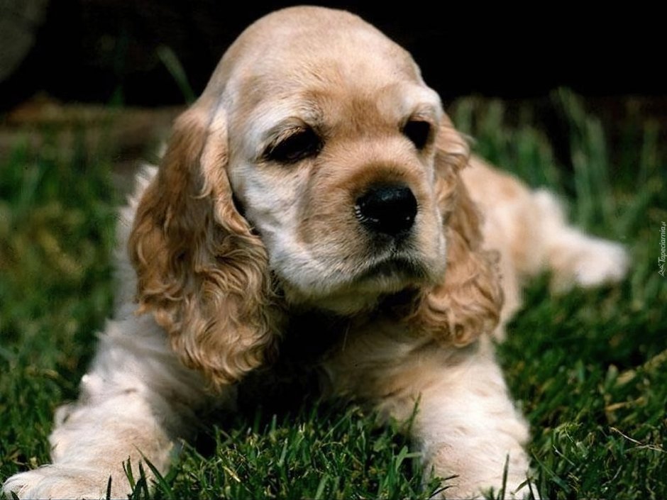 Пудель кудрявый