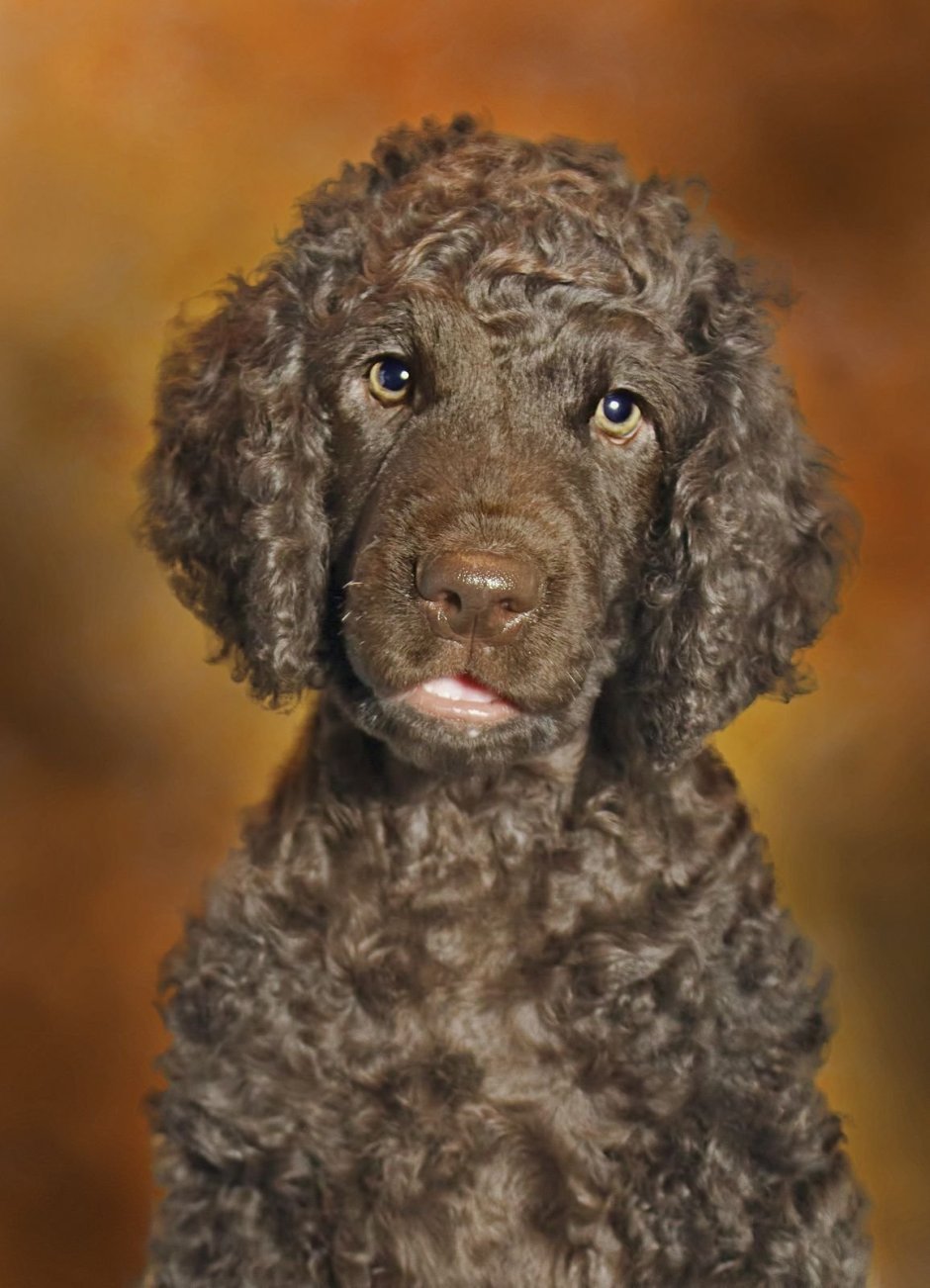 Американский кокерспаекэль