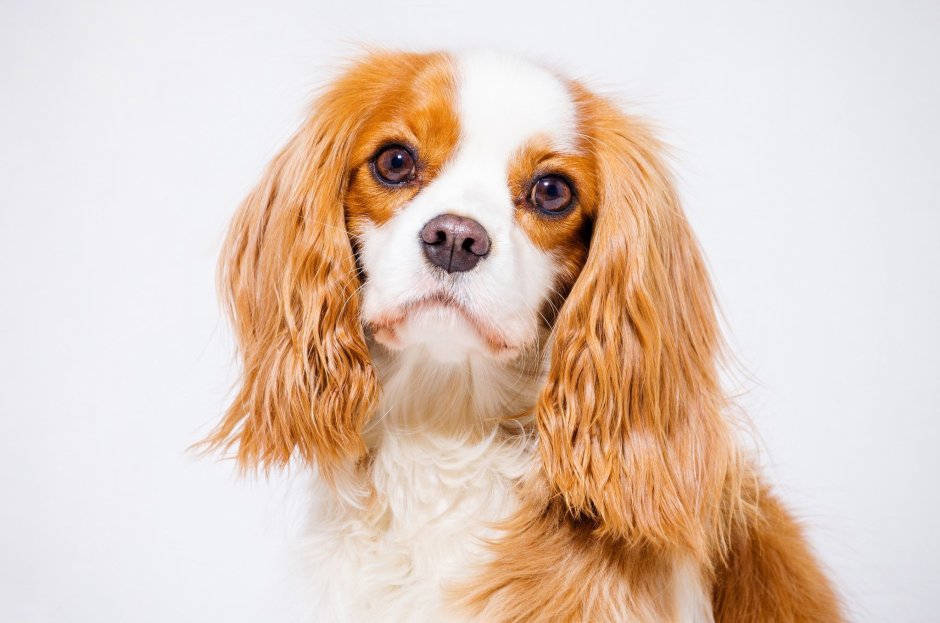 Пудель мальтипу