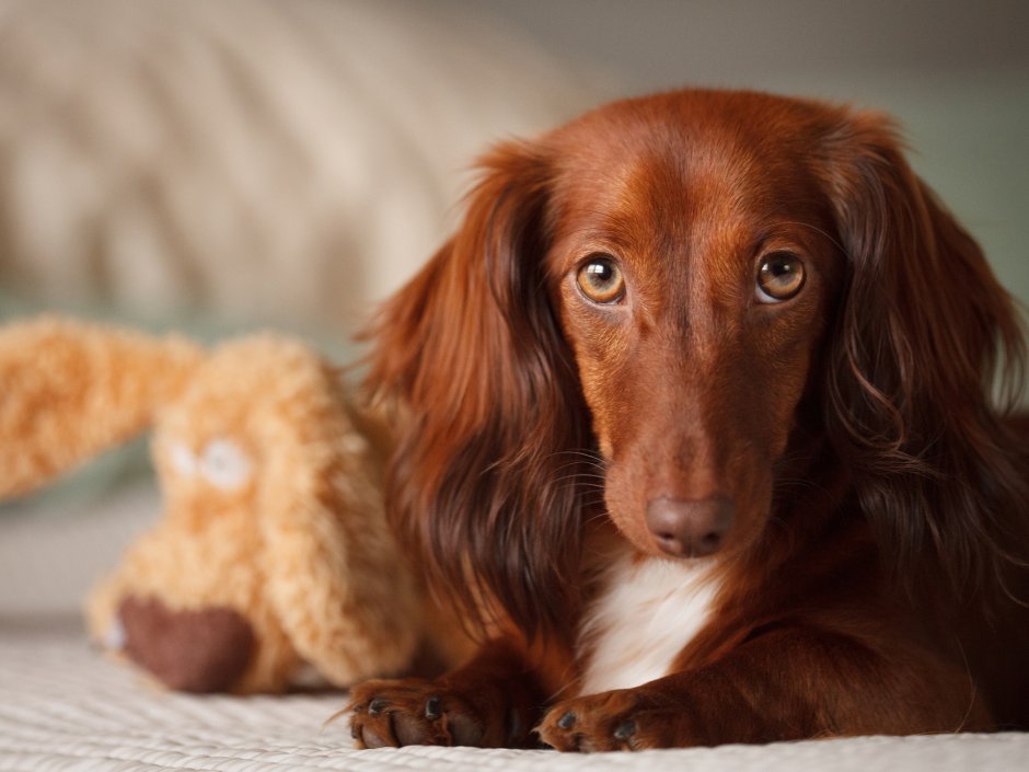 Английский кокер-спаниель
