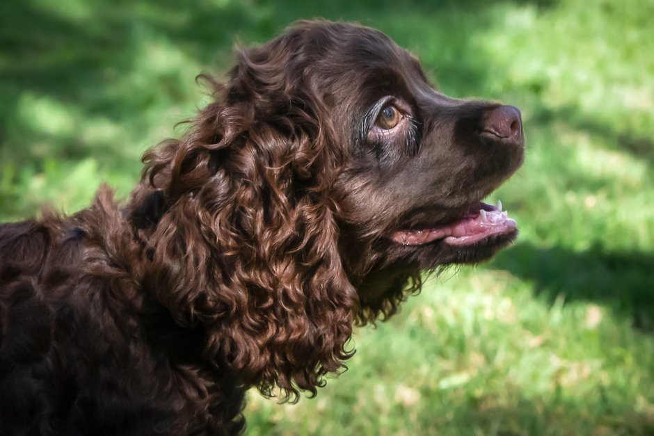 Американский кокер спаниель