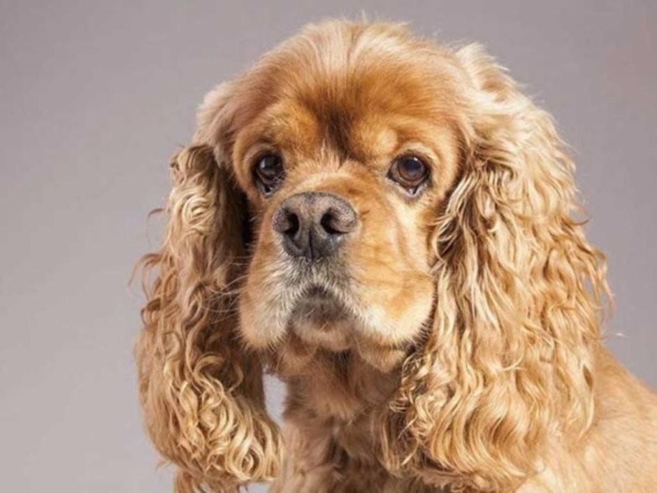 Английскийкокенл спаниель