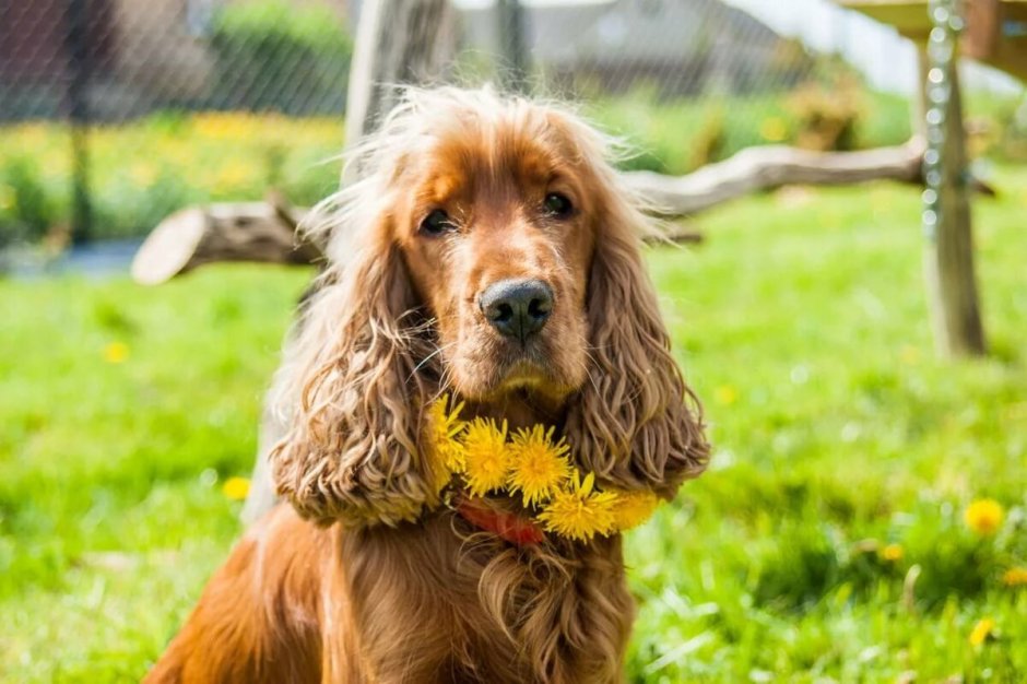 Английский кокер спаниель бело рыжий