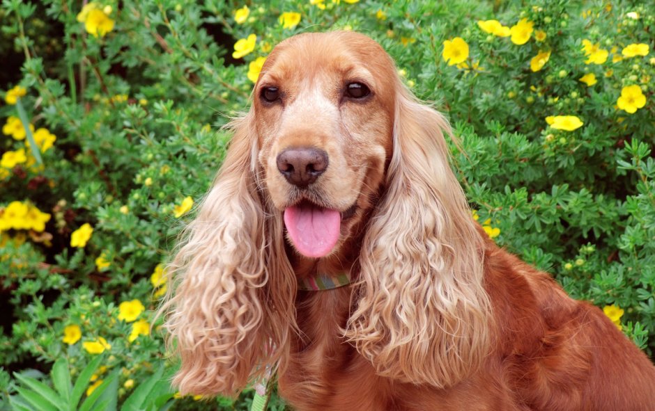 Кокер спаниель черный