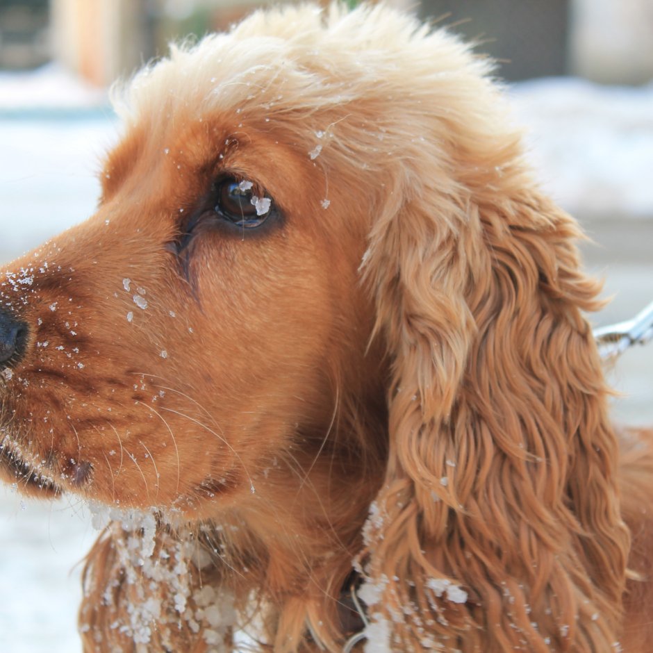 Кинг Чарльз спаниель