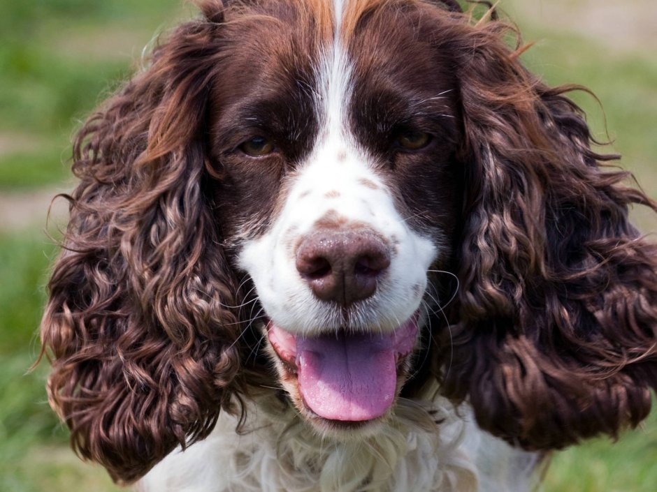 Золотистый котрспаниель