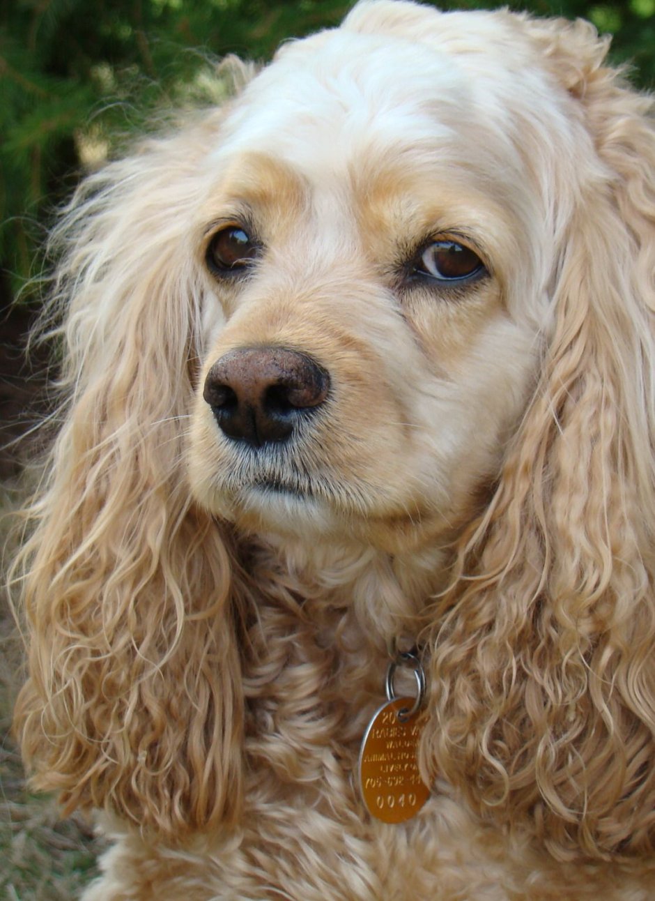 Кокер спаниель персиковый