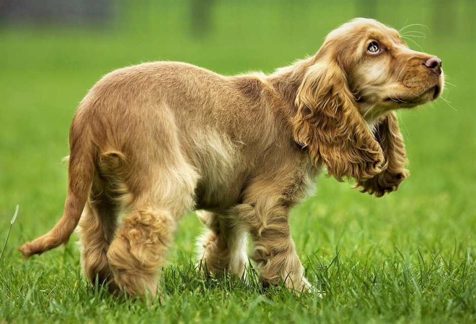 Порода собак кокер спаниель
