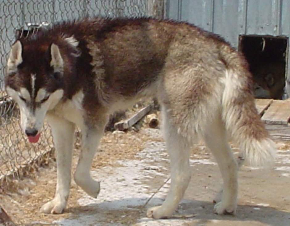 Воламут Wolamute