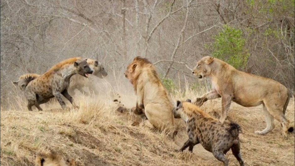 Epic Wildlife