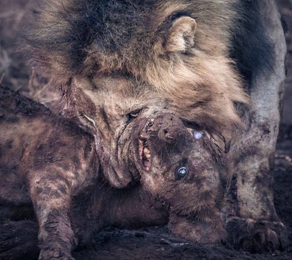 Король Лев Джазири