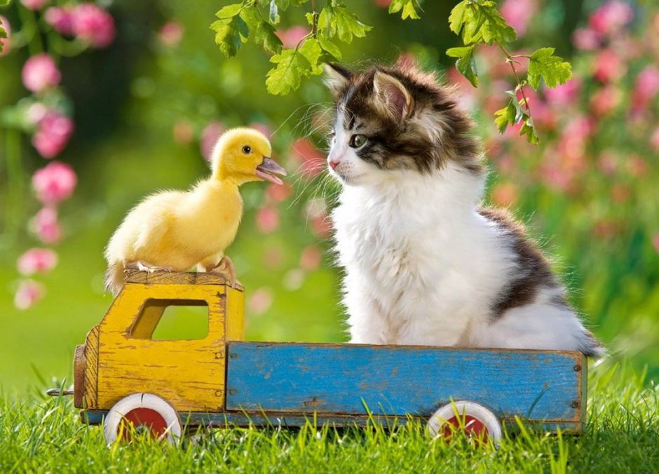 Открытка котенок и утенок