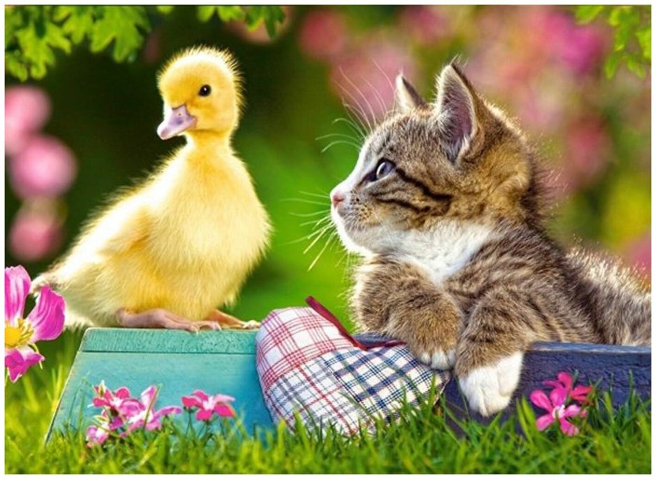 Котенок и цыпленок