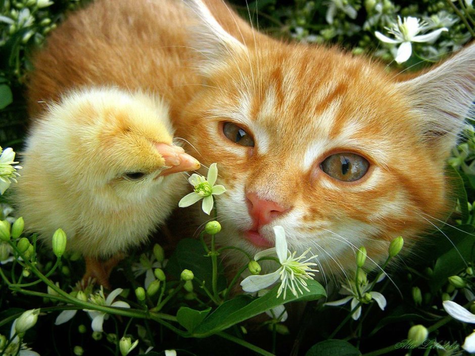Котенок и цыпленок