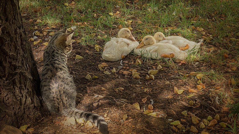 Кошка с уточками