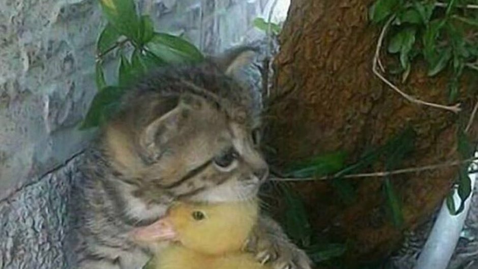 Забавные птенцы