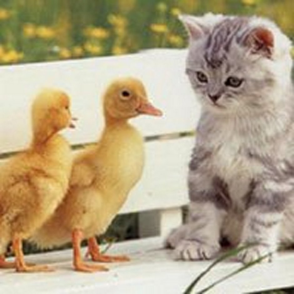 Милые котята и утята