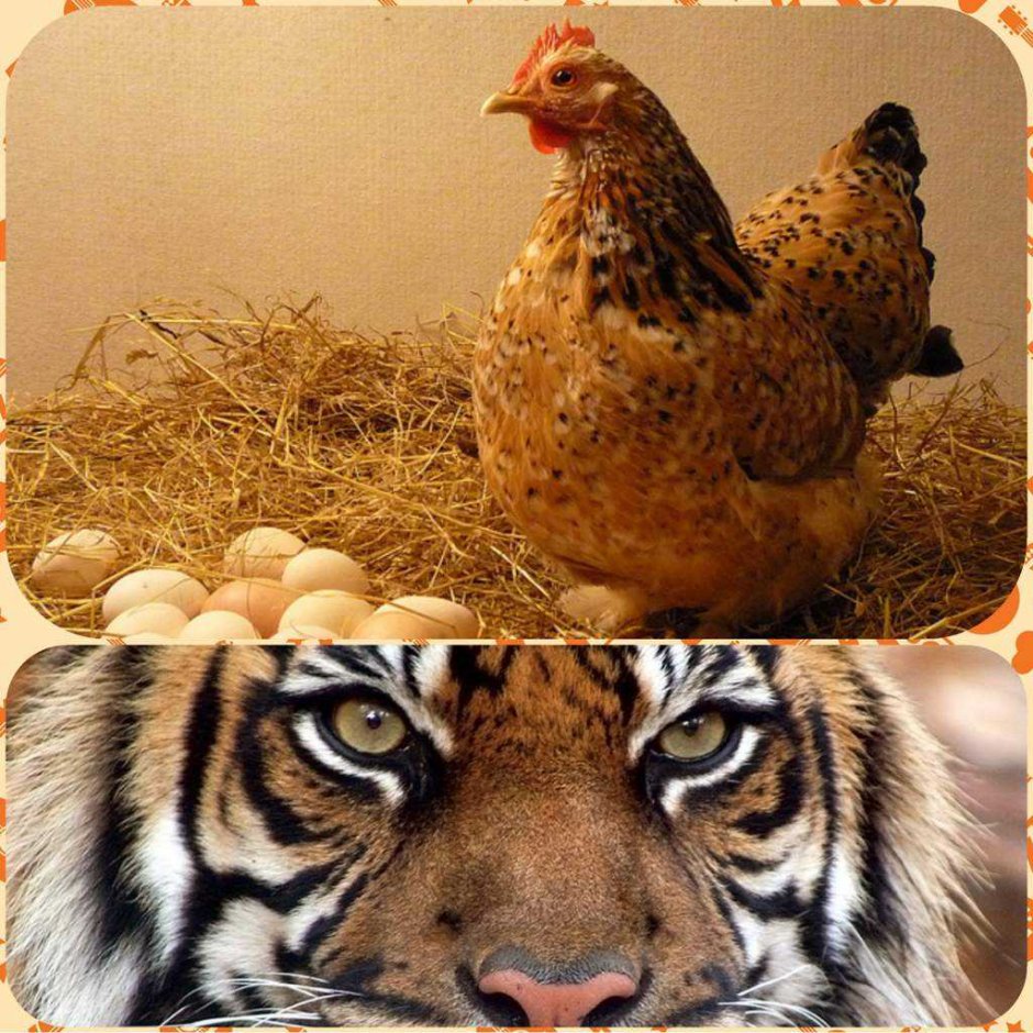 Тигровая курица