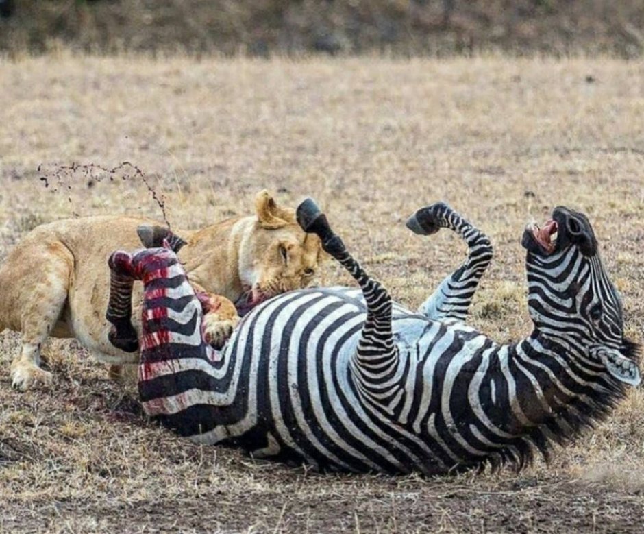 Тигр в джунглях