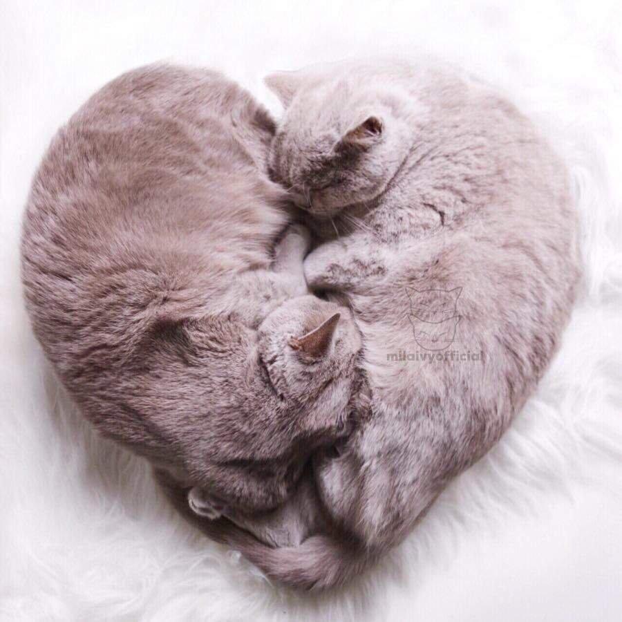 Романтичные котики