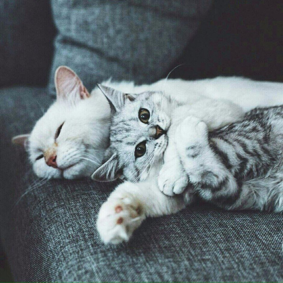 Милые котики пары