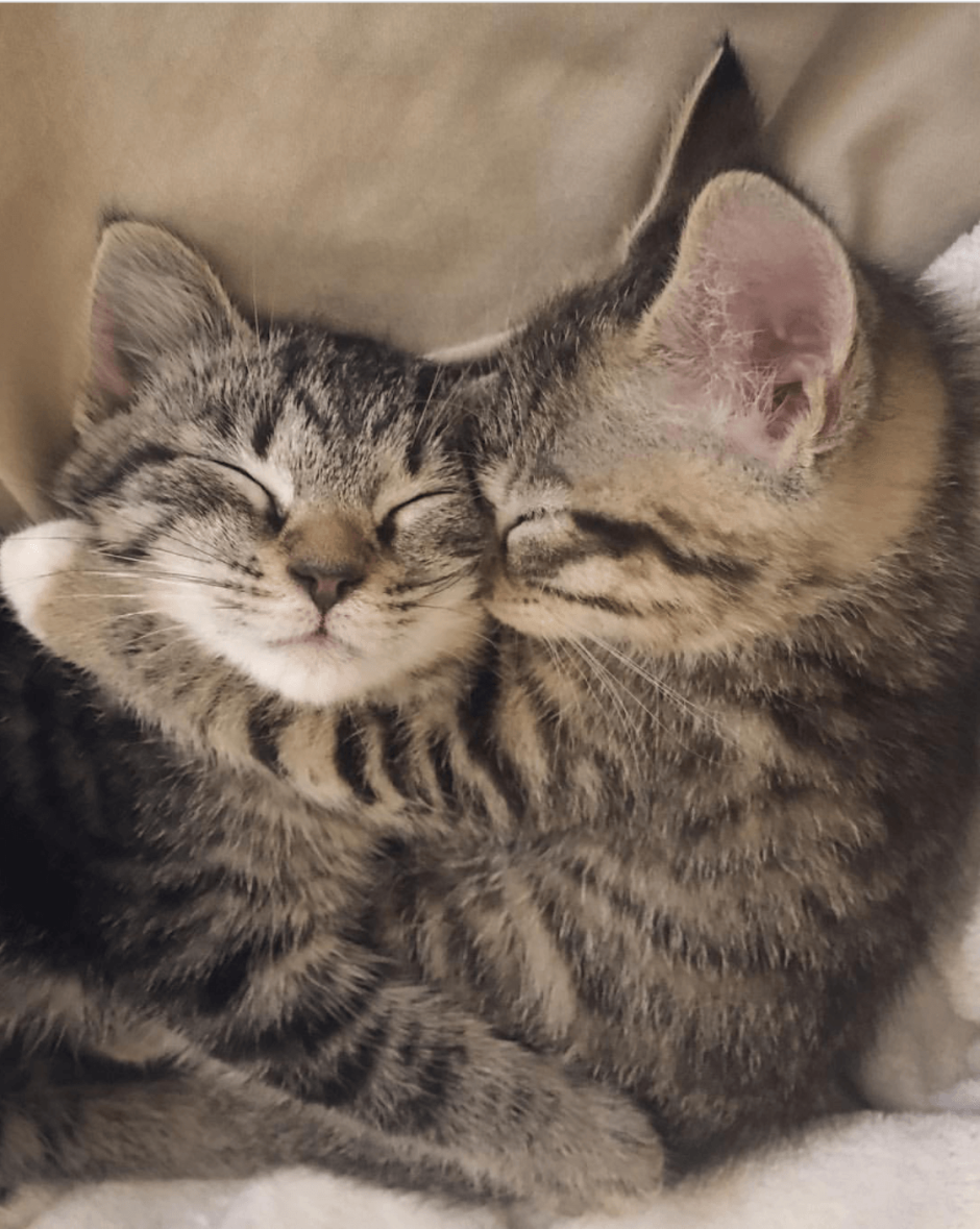 Кошки обнимаются