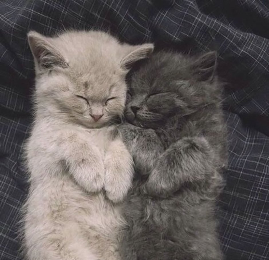 Котята обнимают друг друга
