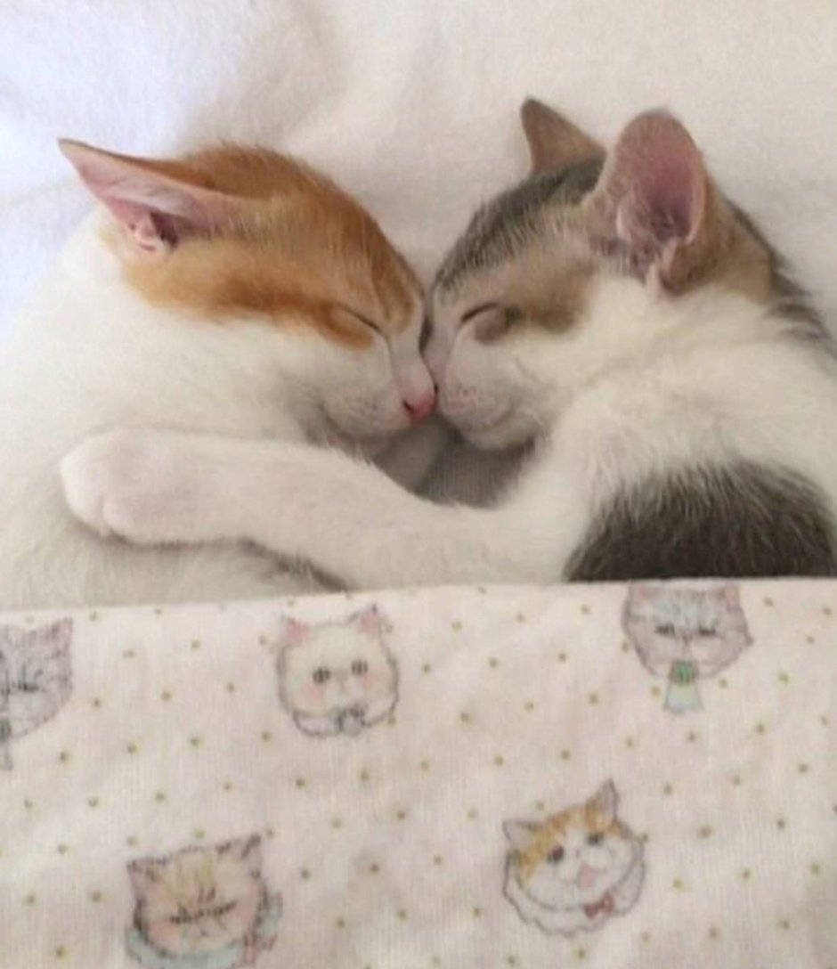 Коты спят в обнимку