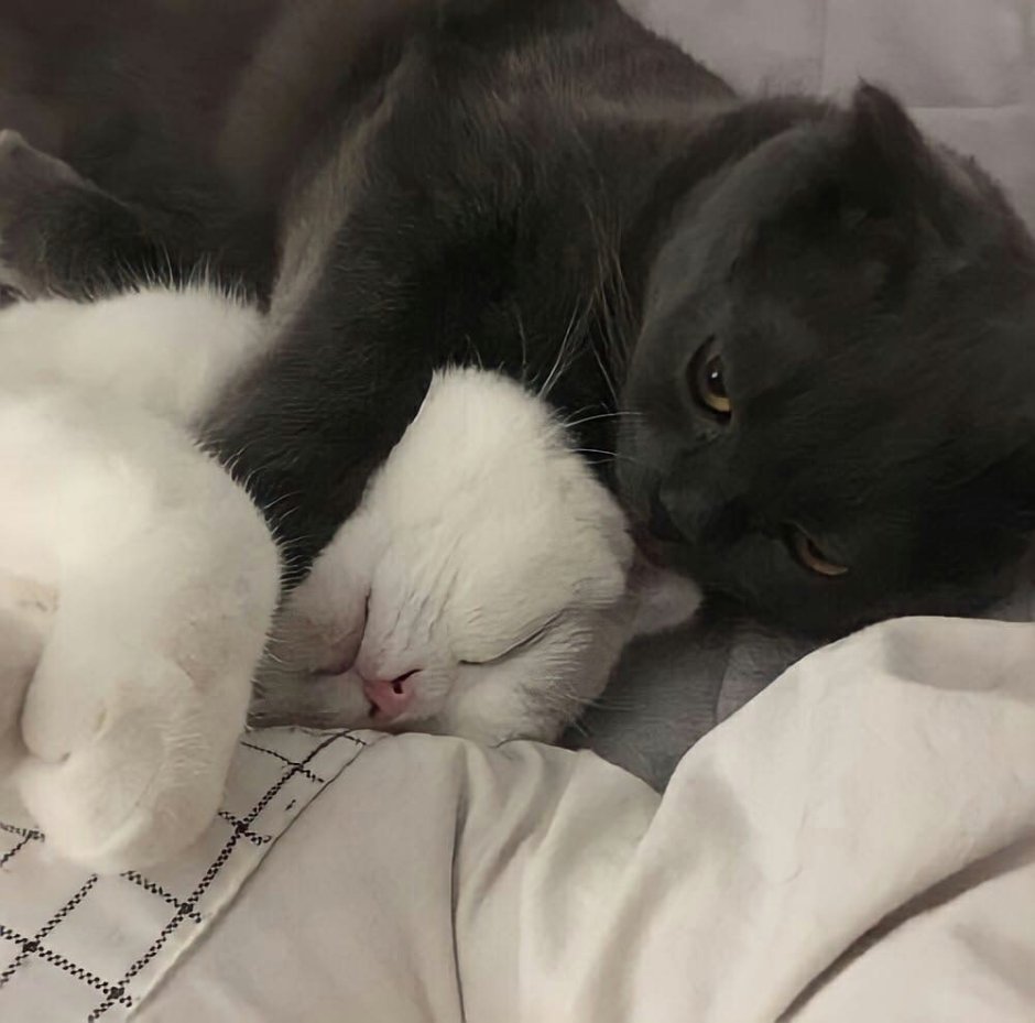 Котики обнимаются пикчи